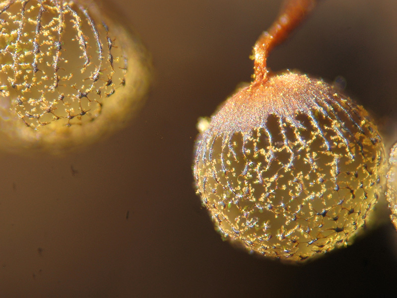 Cribraria (aurantiaca?)
